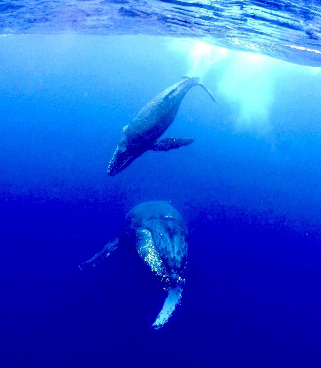 【沖繩潛水】2025年2月15-19日沖繩Okinawa與鯨魚共游Whale Swim5日4夜旅行團(隨團教練-Berry )