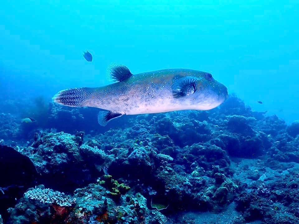 【Bali】峇里島Liberty Dive Resort 4日3夜印尼潛水自由行套票