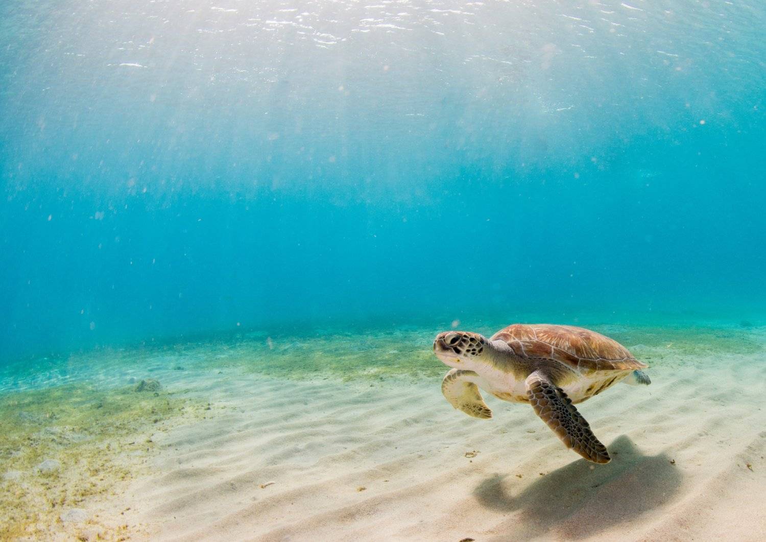 【Sipadan】詩巴丹Borneo Divers Mabul Resort 馬來西亞潛水自由行套票