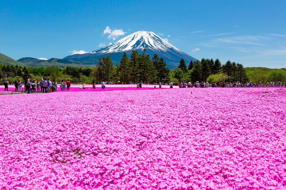 【私人包車】東京10小時市內/富士山/鐮倉/輕井澤/日光客制化行程中文司機包車一日遊(7/10人車)