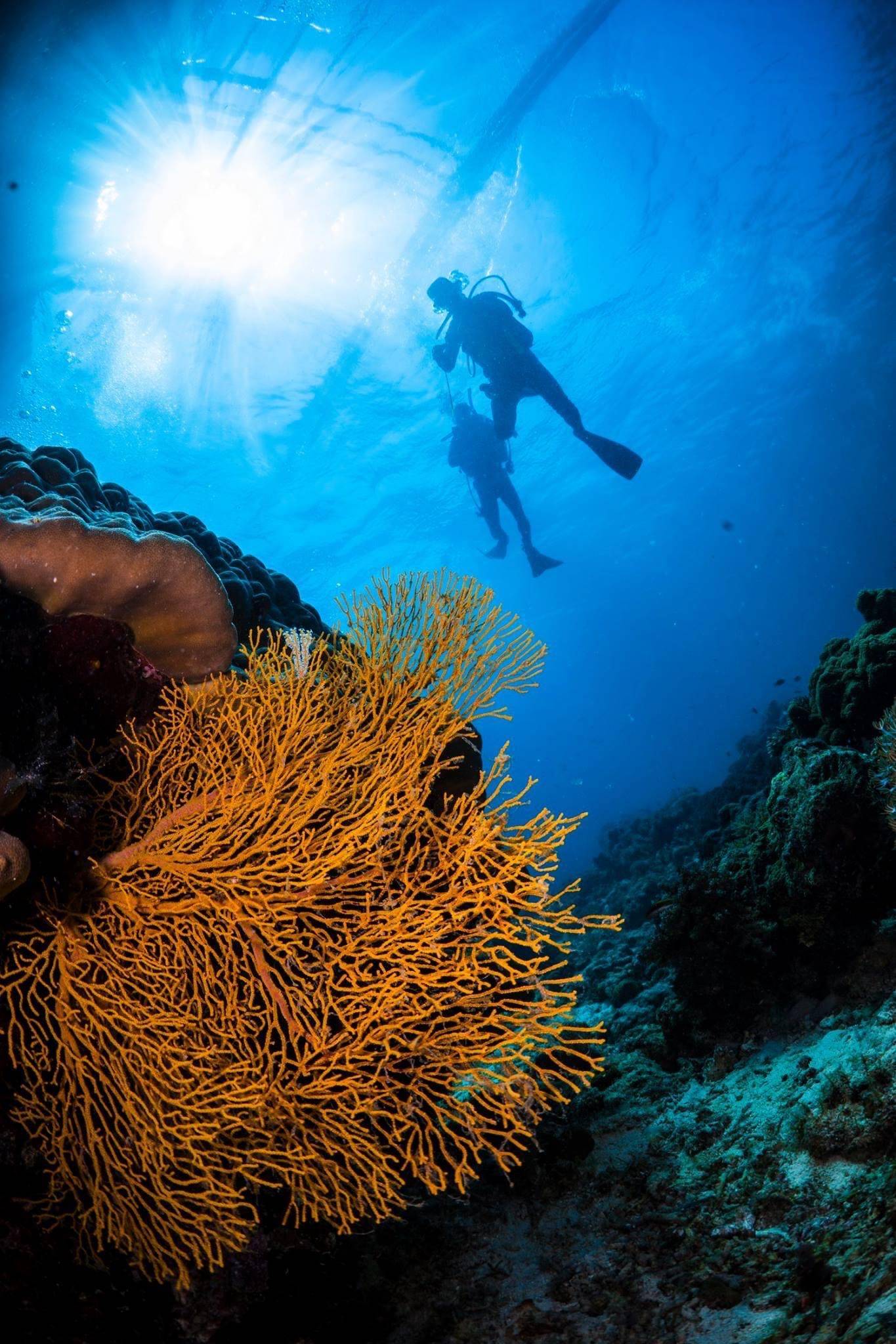 【Cebu】宿霧麥克坦島Paradive Mactan Scuba Diving Resort 4日3夜菲律賓潛水自由行套票