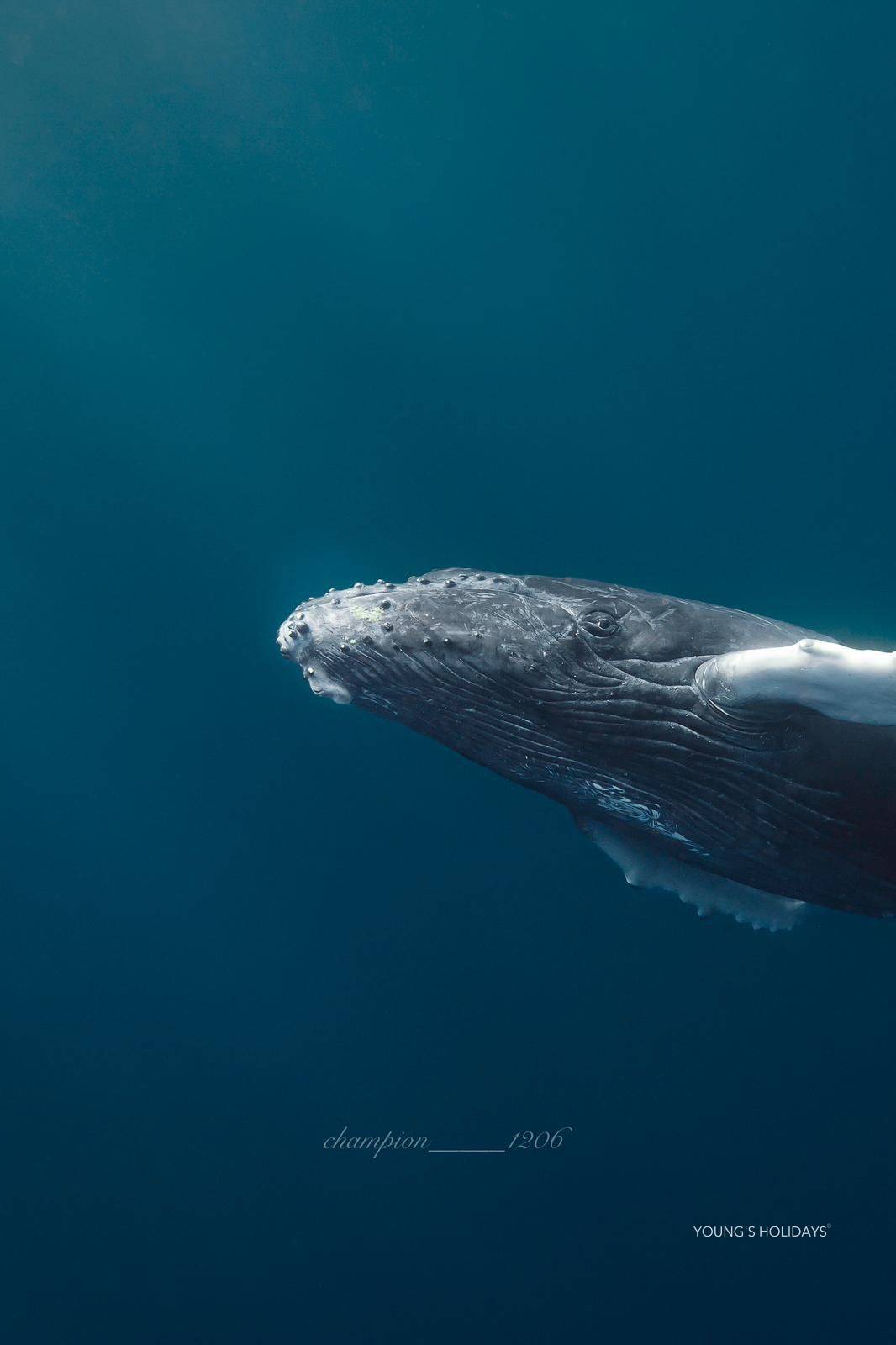 【沖繩潛水】2025年2月15-19日沖繩Okinawa與鯨魚共游Whale Swim5日4夜旅行團(隨團教練-Berry )