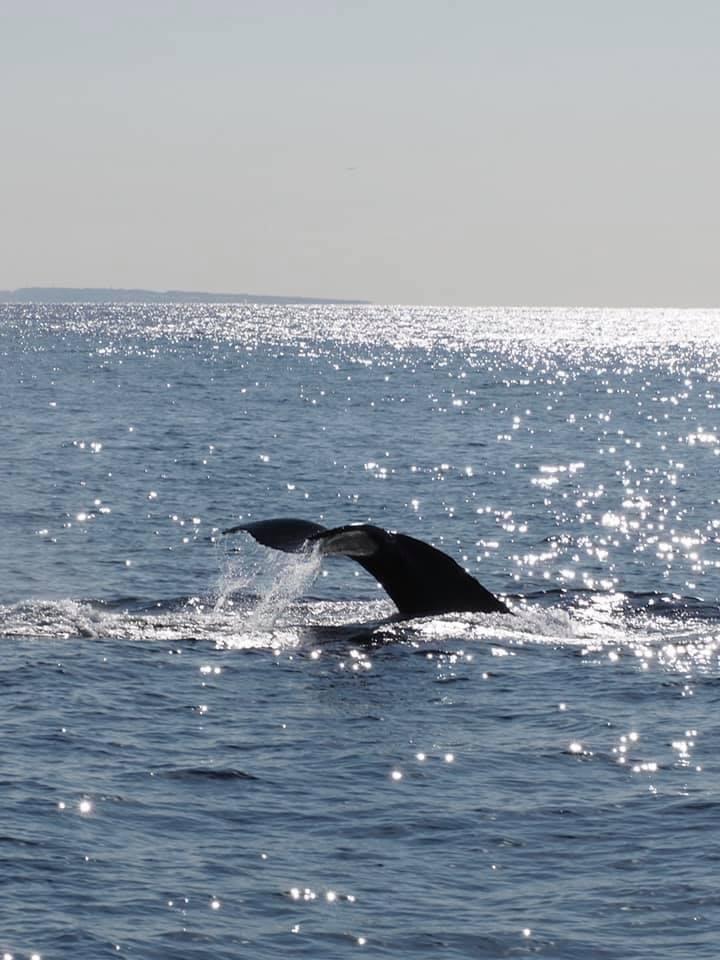 【沖繩潛水】2025年2月15-19日沖繩Okinawa與鯨魚共游Whale Swim5日4夜旅行團(隨團教練-Berry )