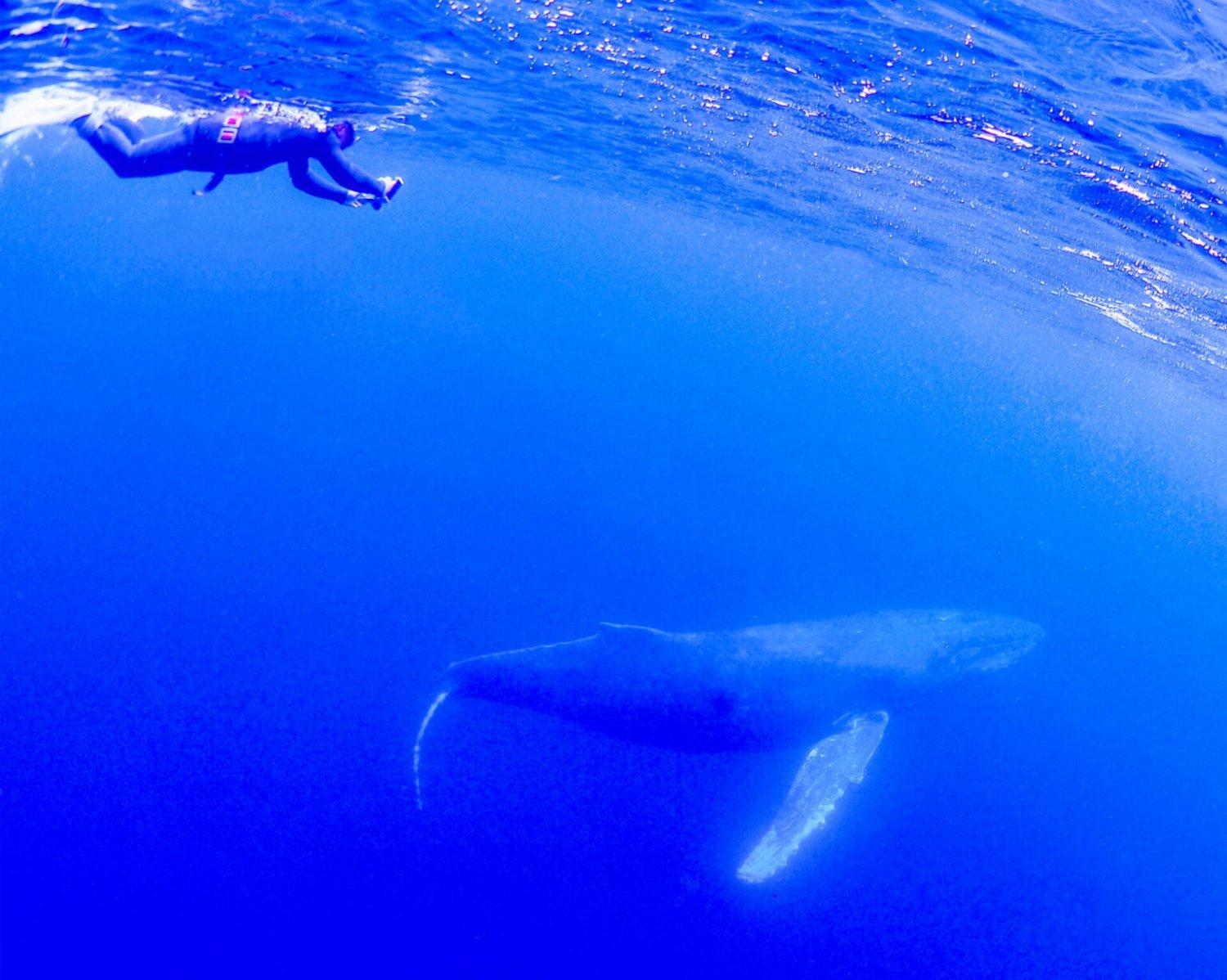 【沖繩潛水】2025年2月15-19日沖繩Okinawa與鯨魚共游Whale Swim5日4夜旅行團(隨團教練-Berry )