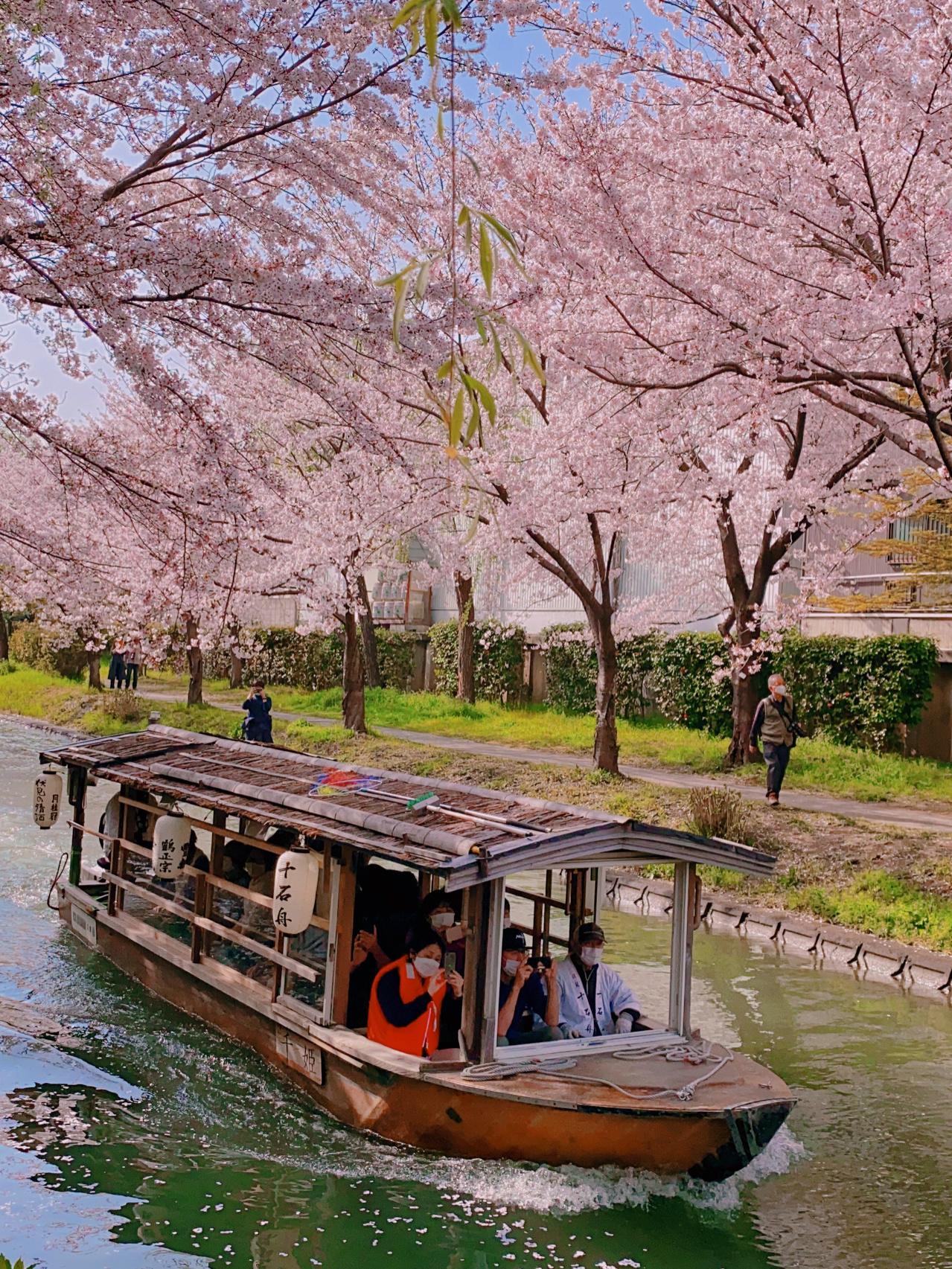 【私人包車】大阪10小時市內/神戶/奈良賞櫻、摘水果客制化行程中文司機包車一日遊(7/10人車)