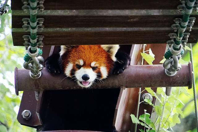 【北海道出發】北龍町向日葵花田、超人氣旭山動物園、 Mitsui Outlet Park 開心購物一天遊